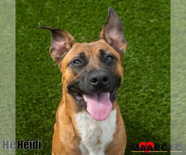 Medium Photo #1 Black Mouth Cur-Unknown Mix Puppy For Sale in Maryville, TN, USA