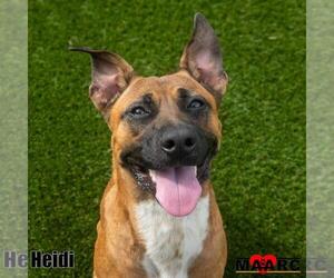 Black Mouth Cur-Unknown Mix Dogs for adoption in Maryville, TN, USA