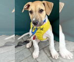 Small #5 Beagle Mix