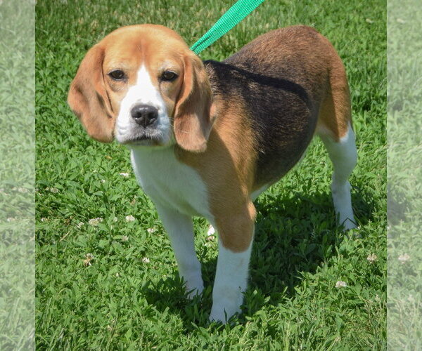 Medium Photo #2 Beagle Puppy For Sale in Huntley, IL, USA