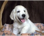 Small #3 English Cream Golden Retriever