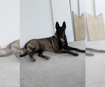 Small #7 Belgian Malinois-Rhodesian Ridgeback Mix