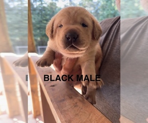 Labrador Retriever Litter for sale in NEWNAN, GA, USA