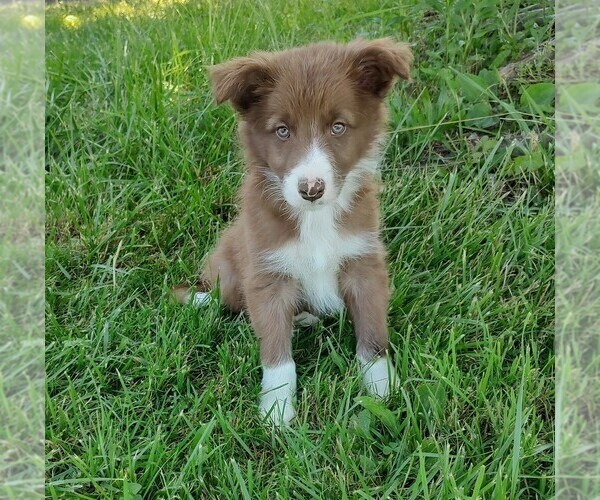 Medium Photo #1 Border Collie Puppy For Sale in WEST LIBERTY, KY, USA