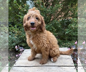 Goldendoodle (Miniature) Puppy for sale in MIDDLEBURY, IN, USA