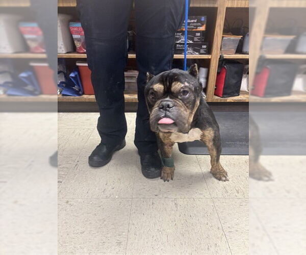 Medium Photo #1 Bulldog Puppy For Sale in Stockton, CA, USA