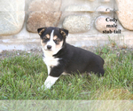 Litter of 5 - Male Border Collie-Shiba Inu MixLitter of Puppies for Sale - Photo #8