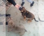 Small #14 Bulldog
