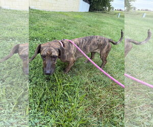 Bassetdor Dogs for adoption in Williamsburg, IA, USA