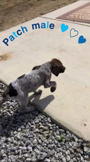 German Shorthaired Pointer Puppy for sale in EASTVALE, CA, USA