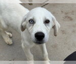 Small Labrador Retriever