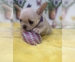 Small Photo #7 French Bulldog Puppy For Sale in ADELAIDE, WA, USA