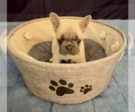Small #10 French Bulldog