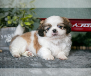 Medium Shih Tzu