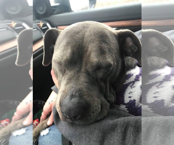 Medium Photo #3 American Pit Bull Terrier-Unknown Mix Puppy For Sale in Blacklick, OH, USA