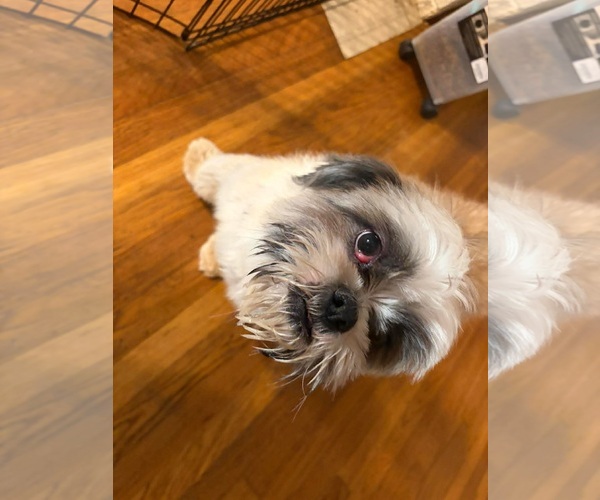 Medium Photo #4 Shih Tzu-Unknown Mix Puppy For Sale in Grafton, WI, USA