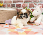 Small #8 Shih Tzu