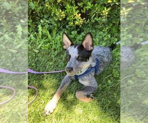 Mutt Dogs for adoption in Paso Robles, CA, USA