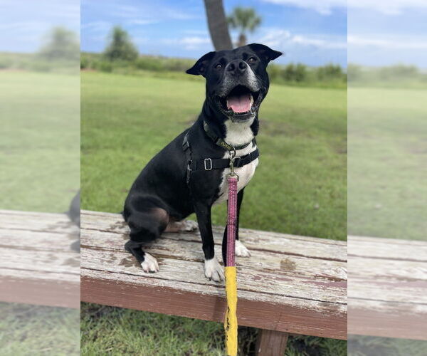 Medium Photo #3 Mutt Puppy For Sale in St. Augustine, FL, USA