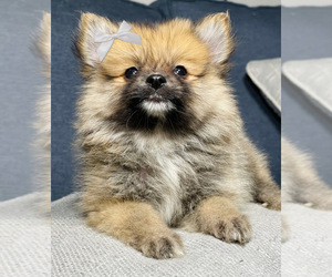 Pomeranian Puppy for sale in HOUSTON, TX, USA