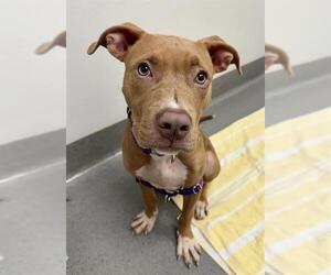 American Pit Bull Terrier-Unknown Mix Dogs for adoption in San Francisco, CA, USA