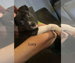 American Staffordshire Terrier-Unknown Mix Dogs for adoption in NEWPORT NH, NH, USA