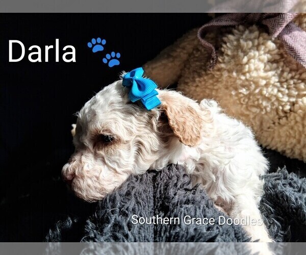 Medium Photo #4 Goldendoodle (Miniature) Puppy For Sale in GASTONIA, NC, USA