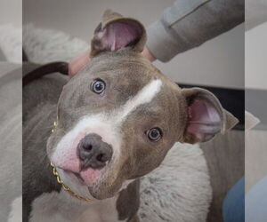 American Staffordshire Terrier-Unknown Mix Dogs for adoption in Huntley, IL, USA