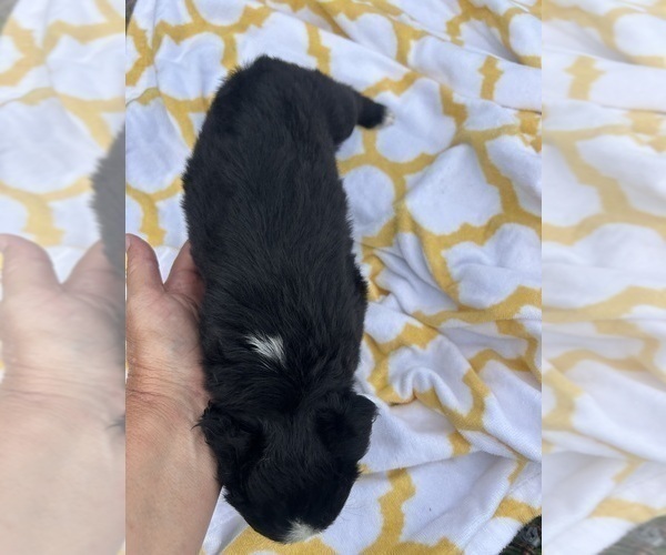 Medium Photo #10 Miniature Australian Shepherd Puppy For Sale in BUSH, LA, USA