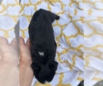 Small #3 Miniature Australian Shepherd