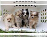 Small Photo #8 Pomeranian Puppy For Sale in DINWIDDIE, VA, USA