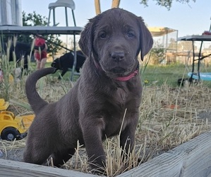 Labrador Retriever Puppy for sale in ACAMPO, CA, USA