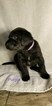 Small Photo #12 German Shorthaired Lab Puppy For Sale in RAPID CITY, SD, USA