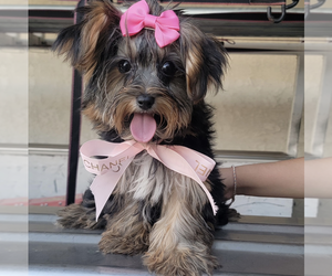 Yorkshire Terrier Puppy for Sale in CHINO, California USA