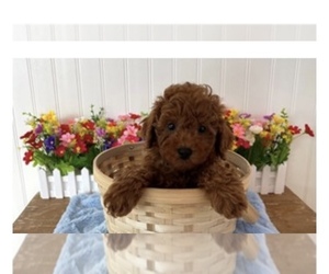 Poodle (Miniature) Puppy for sale in CALDWELL, NJ, USA