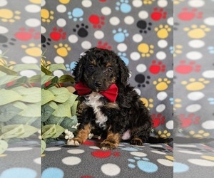 Miniature Bernedoodle Puppy for sale in OXFORD, PA, USA