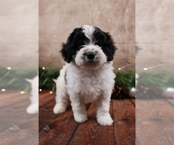 Medium Photo #5 Cavapoo (Toy) Puppy For Sale in WEST SALEM, OH, USA