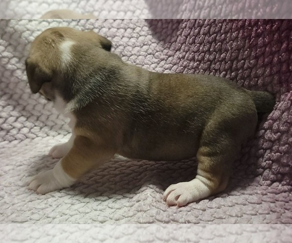 Medium Photo #4 Olde English Bulldogge Puppy For Sale in ATHOL, ID, USA