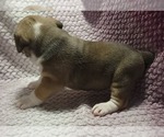 Small #3 Olde English Bulldogge
