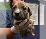 Small Mutt