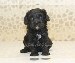 Small #2 Cavapoo