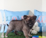 Small #1 Pomeranian