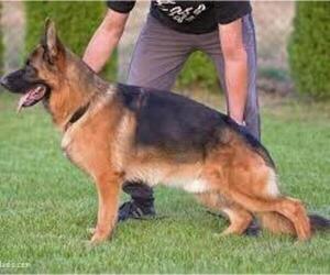 Father of the German Shepherd Dog puppies born on 06/18/2022