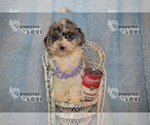 Small #12 Aussiedoodle-Poodle (Toy) Mix