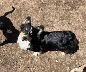 Oreo - Male Mutt Dog for Adoption - Photo #2