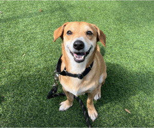 Sparky *ADOPTION FEE WAIVED* - Male Chihuahua-Unknown Mix Dog for Adoption - Photo #5