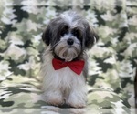 Small Photo #9 Havanese Puppy For Sale in LAKELAND, FL, USA
