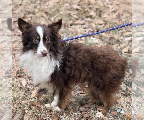 Medium Photo #2 Australian Shepherd-Unknown Mix Puppy For Sale in Yardley, PA, USA