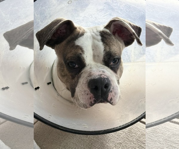 Medium Photo #4 Boxer-Unknown Mix Puppy For Sale in Fenton, MO, USA