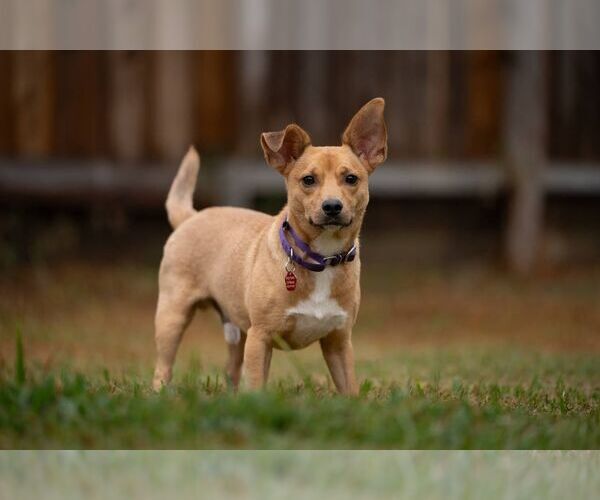 Medium Photo #2 Chiweenie Puppy For Sale in Princeton, MN, USA